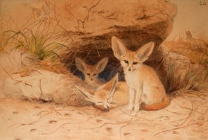 Fennec Fox - Canis cerdo